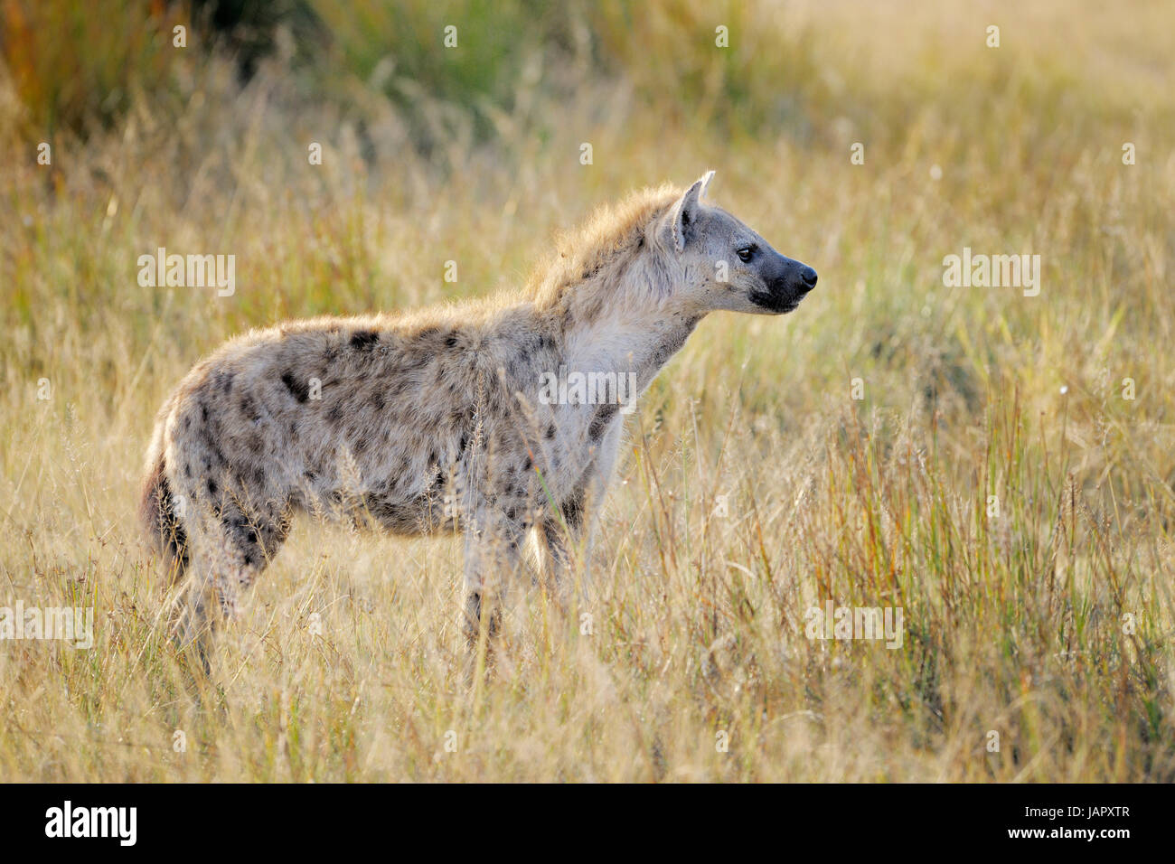 Gefleckte Hyänen (Crocuta Crocuta) stehen im frühen Morgenlicht, Tansania, Serengeti Nationalpark Stockfoto