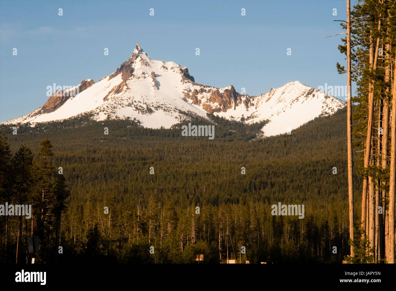 Waldgebiet rund um Mt. Thielsen nördlich von Crater Lake Stockfoto