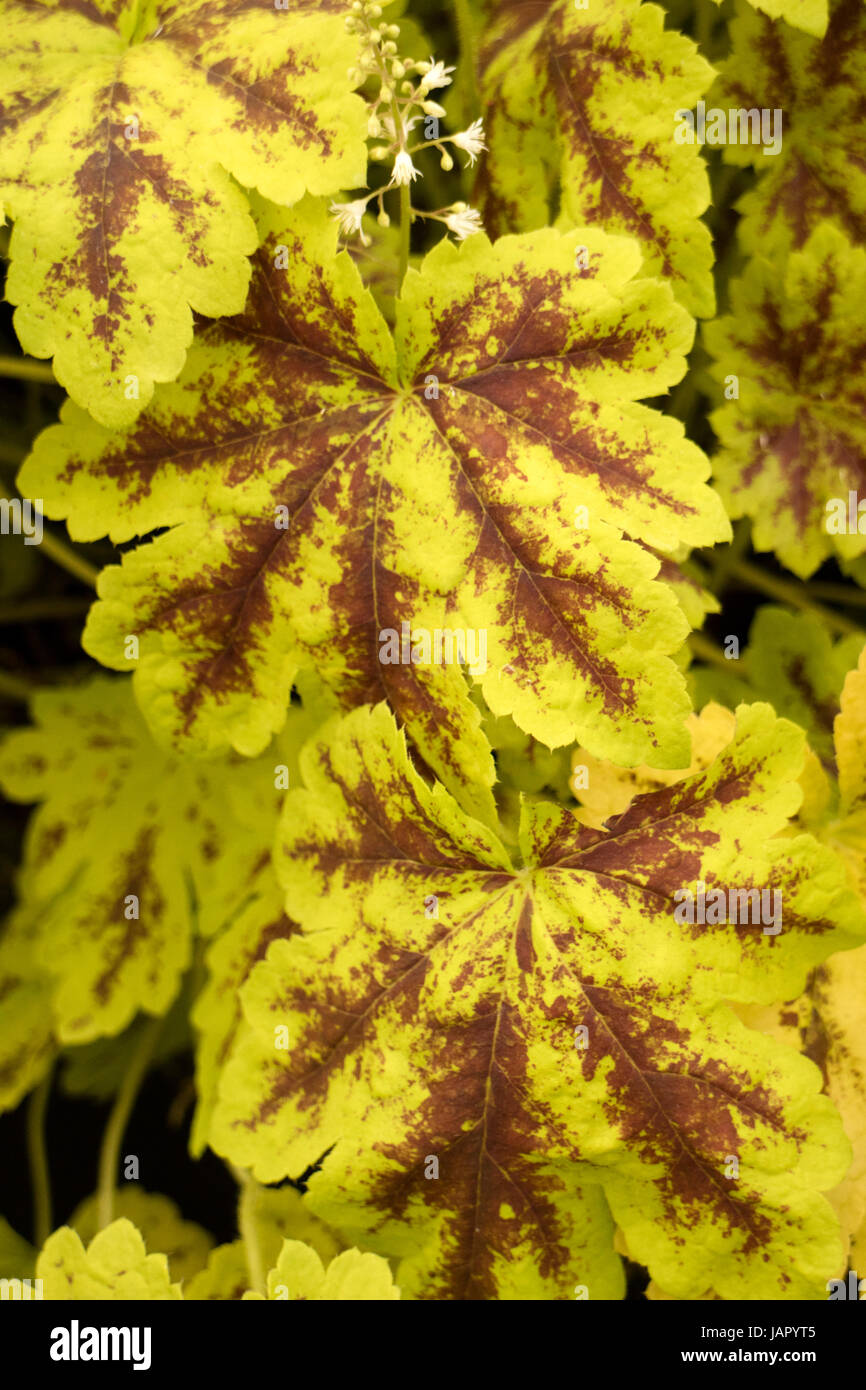 Heucherella "Solarenergie" Stockfoto