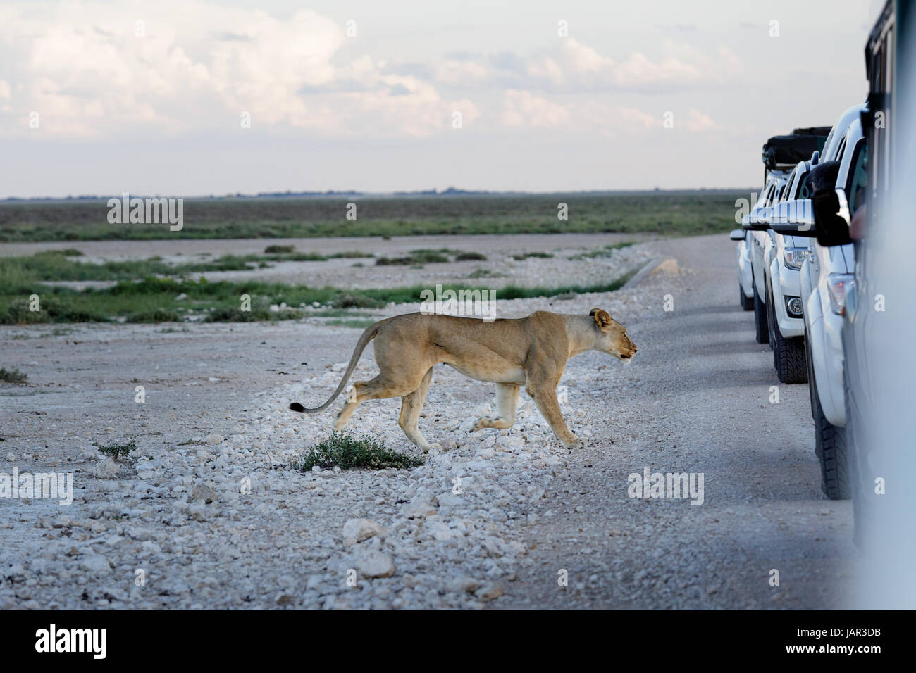 Eine Löwin beim Überqueren der Straße zwischen Autos in Etosha National Prak, Namibia Jagd gehen. Stockfoto