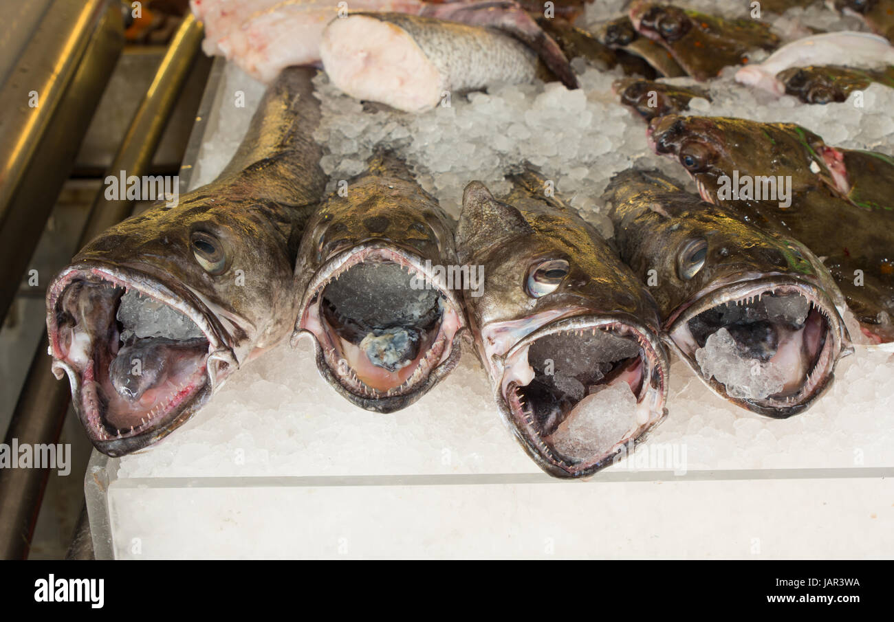 Seehecht Fisch zum Verkauf auf Fischhändler stall am Strand von Brighton, East Sussex, England Stockfoto