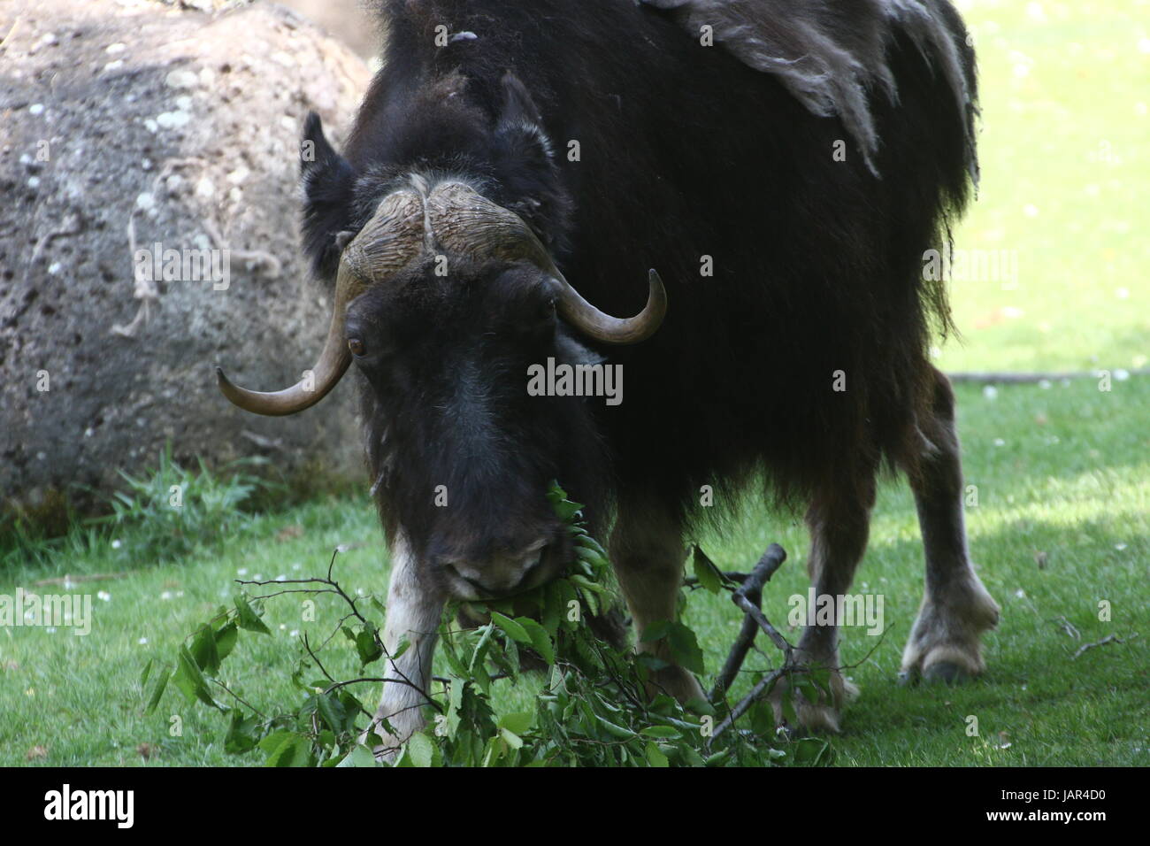 Moschusochsen (Ovibos Moschatus) Stockfoto