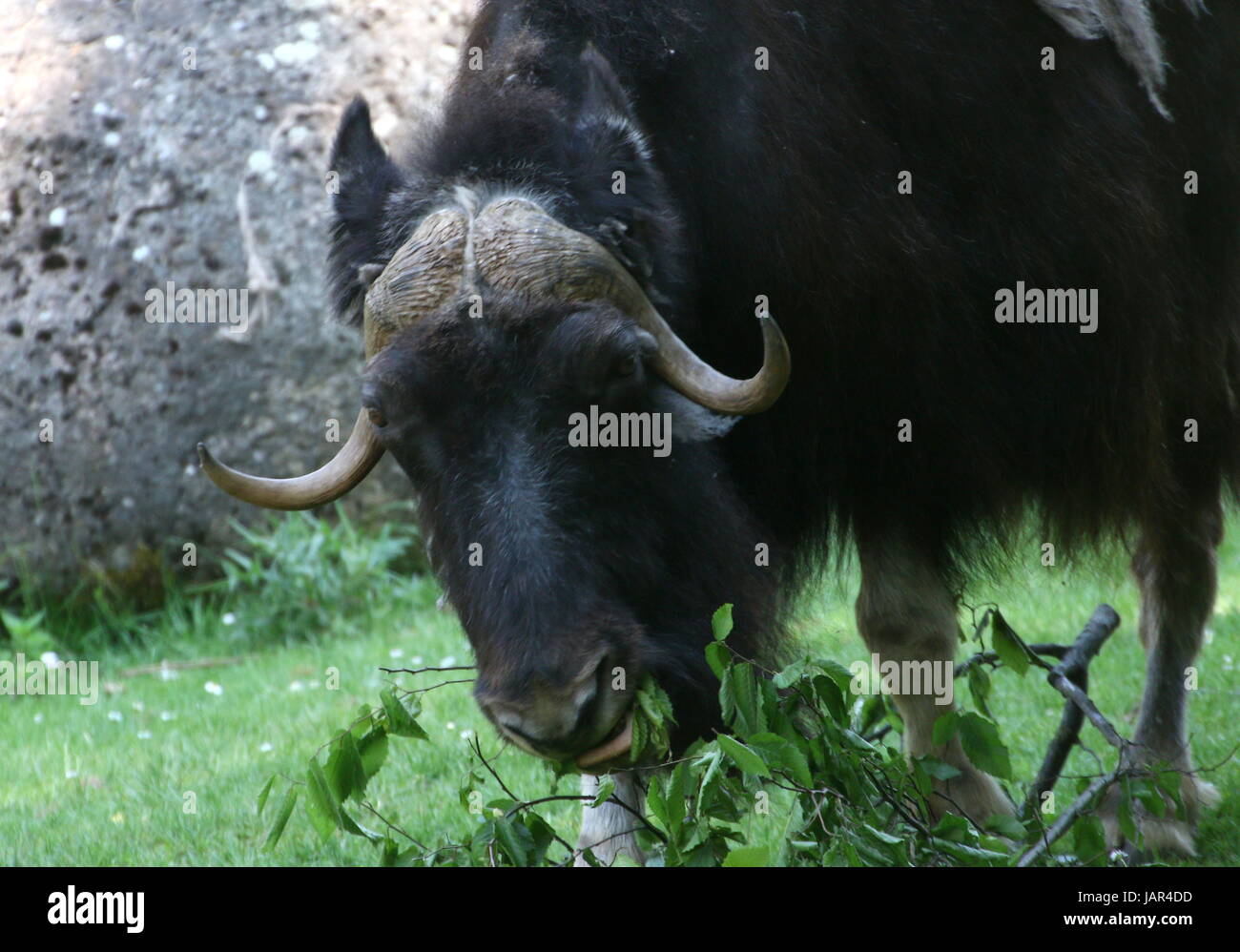 Beweidung kargen Boden Moschusochsen oder kanadischen Moschusochsen (Ovibos Moschatus Moschatus). Stockfoto