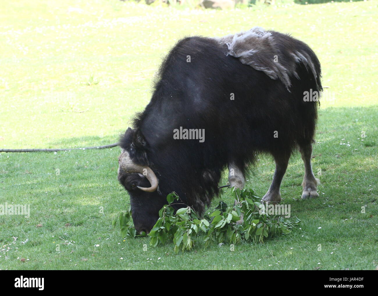 Beweidung kargen Boden Moschusochsen oder kanadischen Moschusochsen (Ovibos Moschatus Moschatus). Stockfoto