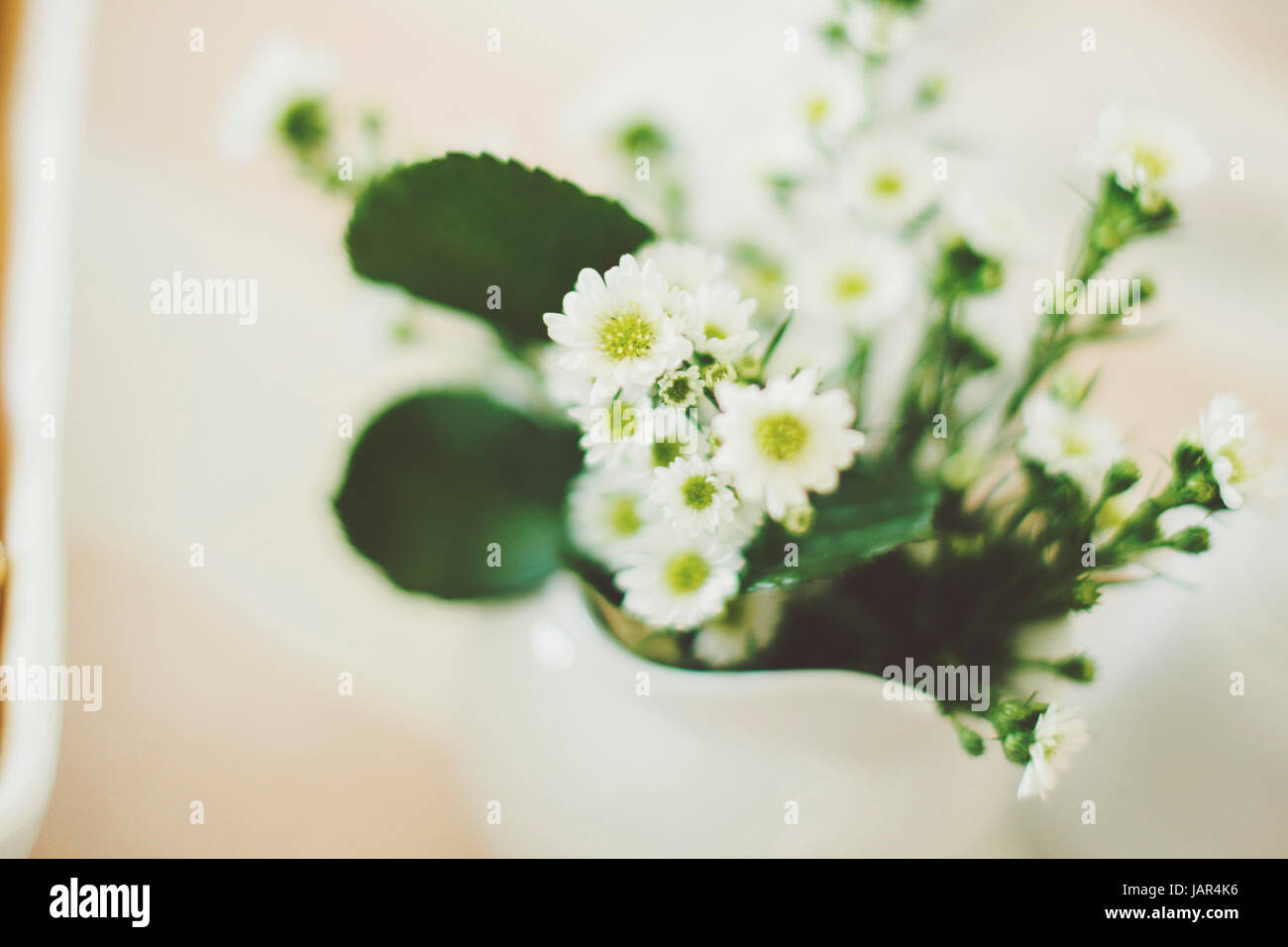 Daisy bouquet Stockfoto