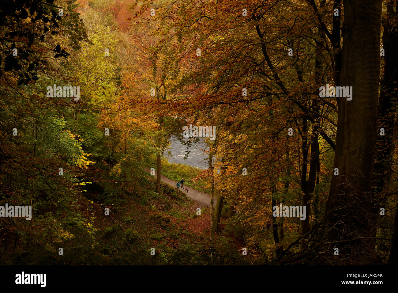 Paar walking Hund in Strid Wood, Bolton Abbey, North Yorkshire Stockfoto