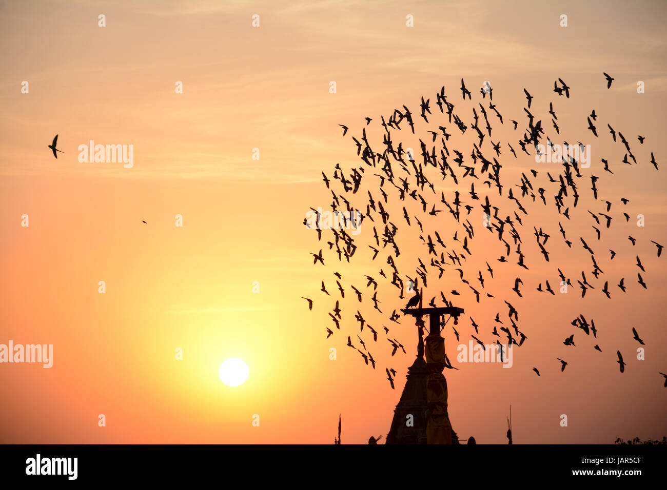 BEFLOCKUNG VERHALTEN IN VÖGEL ABEND Stockfoto