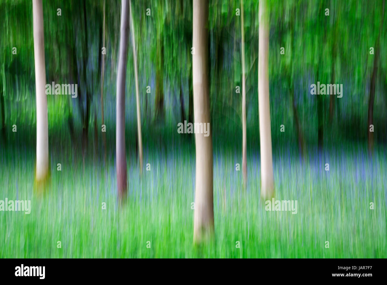 Absichtliche Kamera Bewegung ICM des Baumes Tunks in Strid Wood, Bolton Abbey, Yorkshire Dales Stockfoto