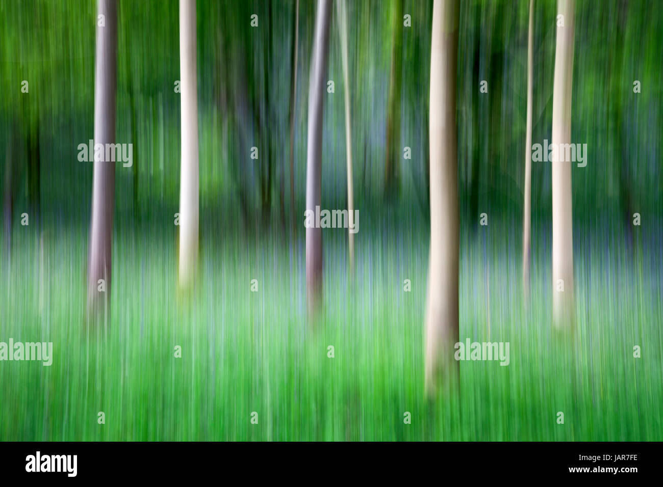 Absichtliche Kamera Bewegung ICM des Baumes Tunks in Strid Wood, Bolton Abbey, Yorkshire Dales Stockfoto