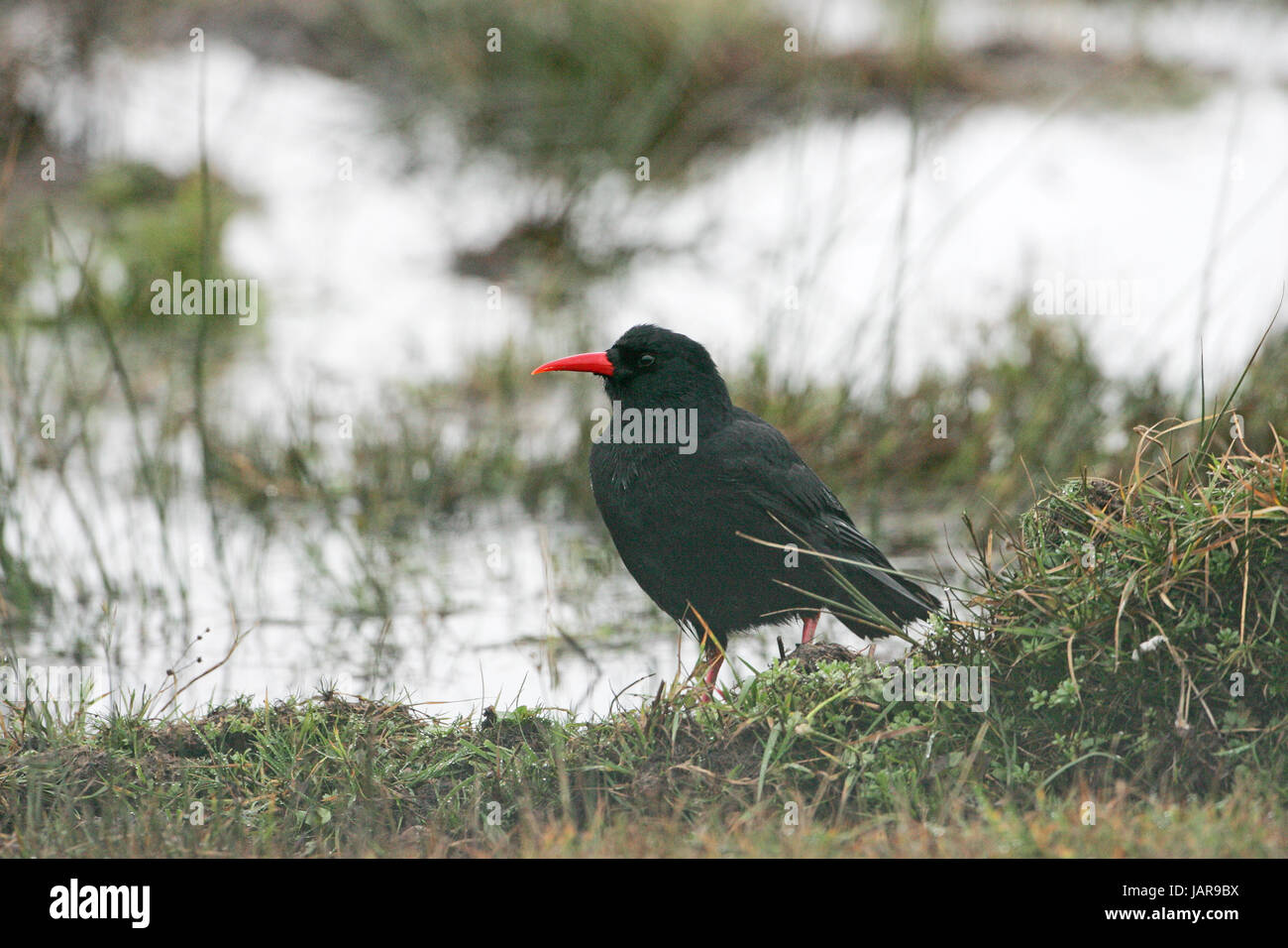 Rot-billed Alpenkrähe Pyrrhocorax Pyrrhocorax auf der Weide neben Loch Ardnave Ardnave Punkt Islay Argyll und Bute Scotland UK Stockfoto