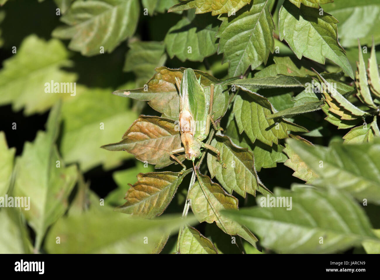 Grünes Heupferd) Stockfoto
