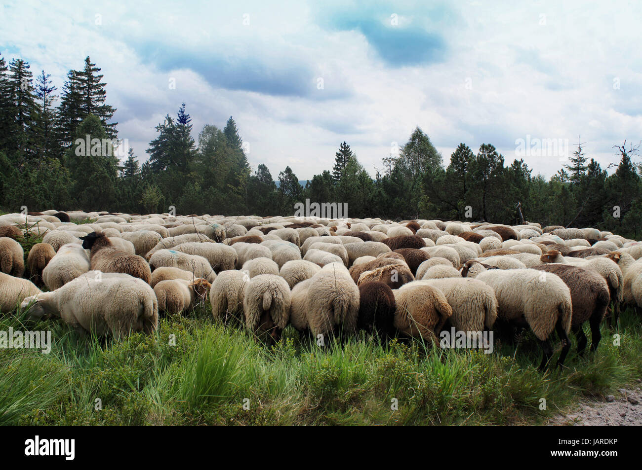 Weiße Und Dunkle Schafe Im Schwarzwald, Zusammen Gedrängte Herde bin Waldrand White und dunkle Schafe im Schwarzwald, dicht Herde am Rande des Waldes Stockfoto
