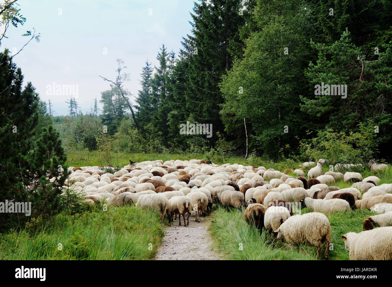 Weiße Und Dunkle Schafe arbeitet Einen Wanderweg Im Schwarzwald, Heidelbeergestrüpp Und Fichten White und dunkle Schafe überqueren einen Wanderweg in den Schwarzwald, Heidelbeere Büschen und Fichten Stockfoto