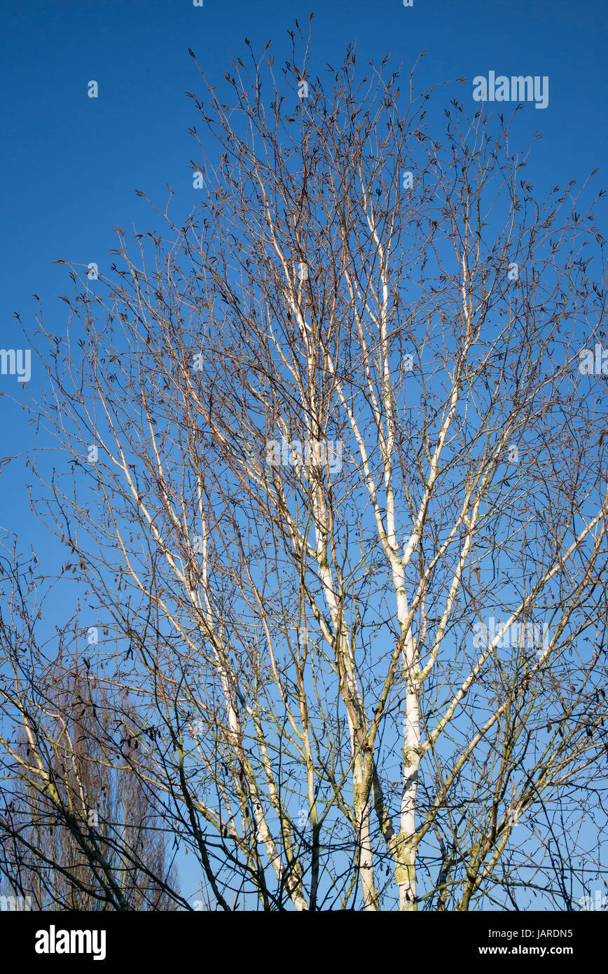 Silber weiße Stämme und Äste auf Betula Utilis Jacquemontii Silver Shadow in einem englischen Garten Stockfoto