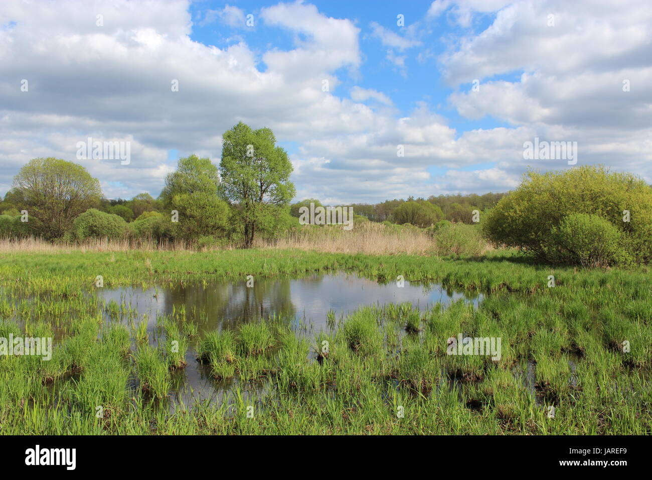 schönen Sommerlandschaft mit malerischen See im Wald Stockfoto