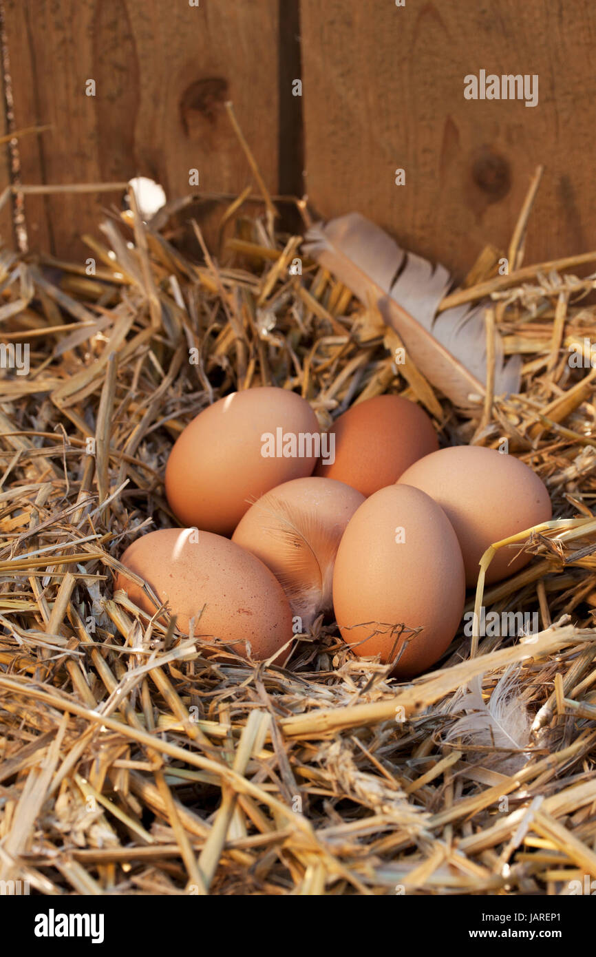 Braune Eier in einem Nest Stockfoto
