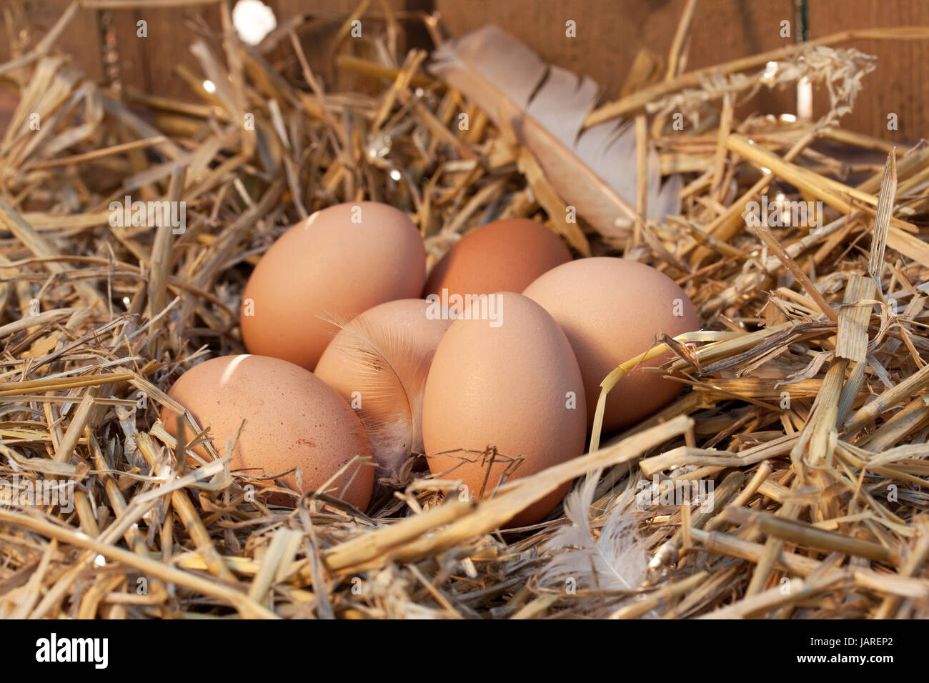 Eiern aus Freilandhaltung Stockfoto
