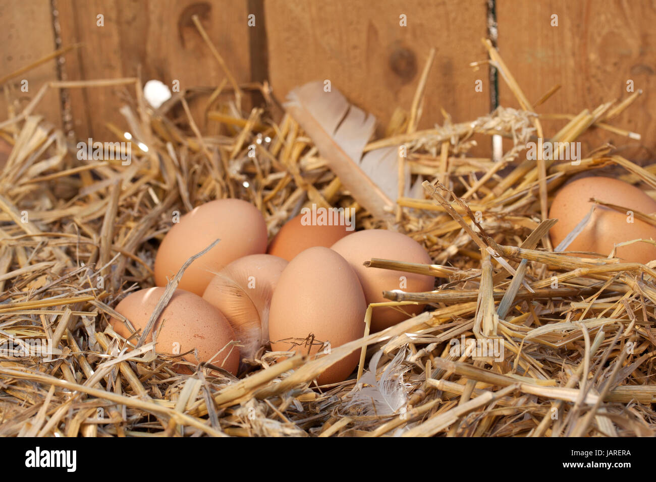 Nest mit Huhn Eier Stockfoto
