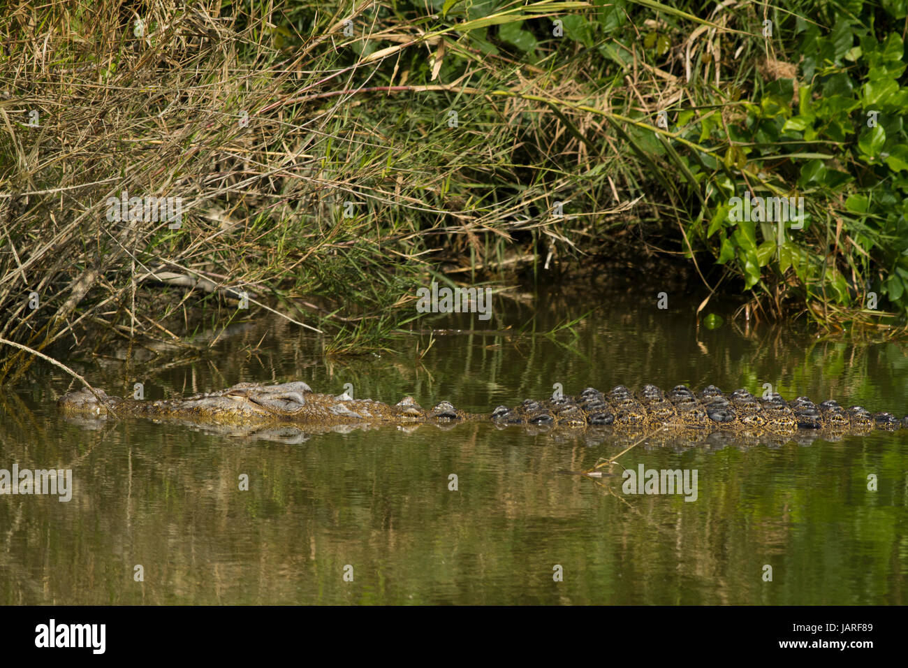 Ein Salzwasser Krokodil in Crocodile Zucht-Zentrum in der Sunderbans. Es wurde im Koromjol Bereich der Mongla Upazila im Osten Sundarbans Divisi gegründet. Stockfoto
