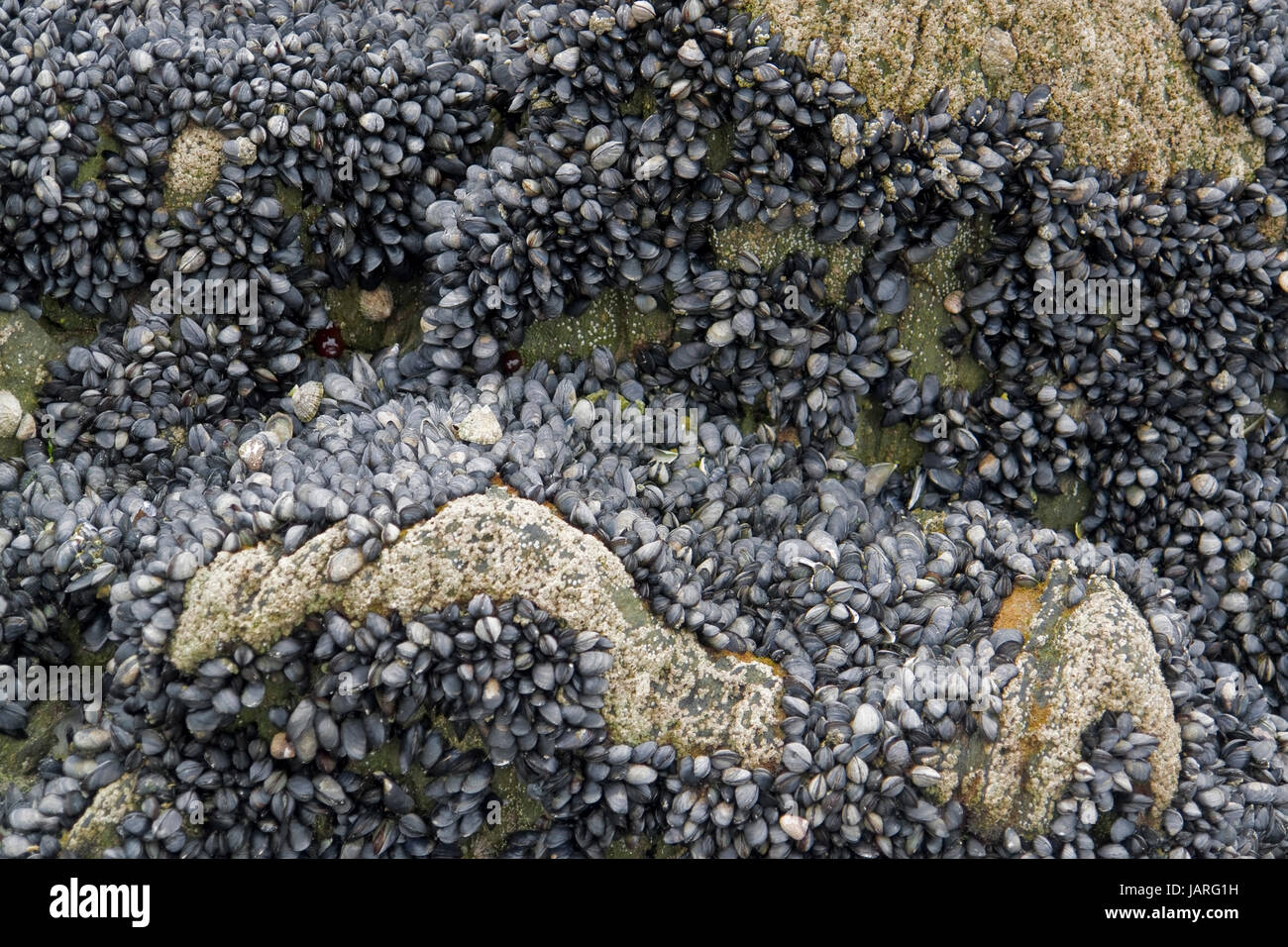 viele Muscheln und Seepocken auf einer Felsformation in der Bretagne, Frankreich Stockfoto