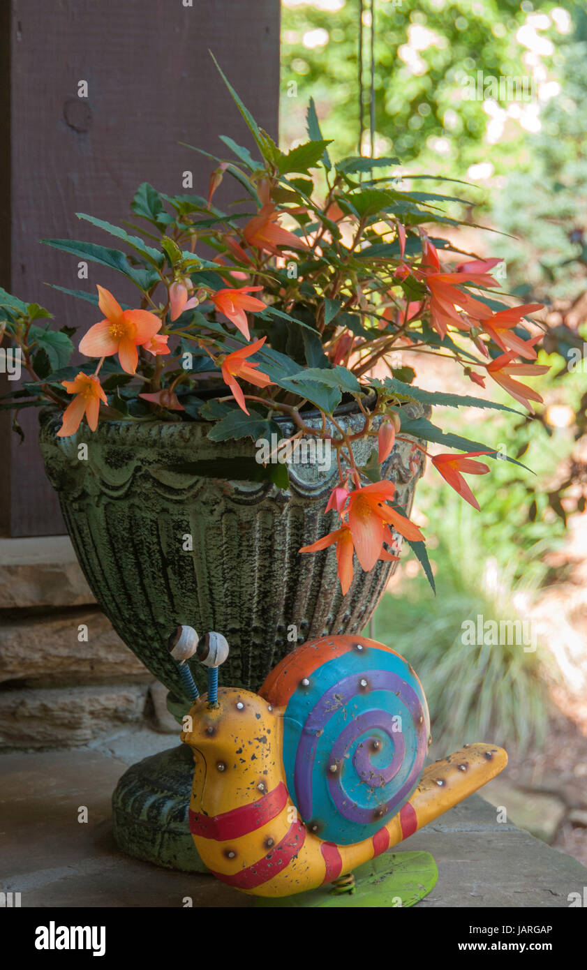 Begonia Boliviensis 'Santa Cruz Sunset' Stockfoto