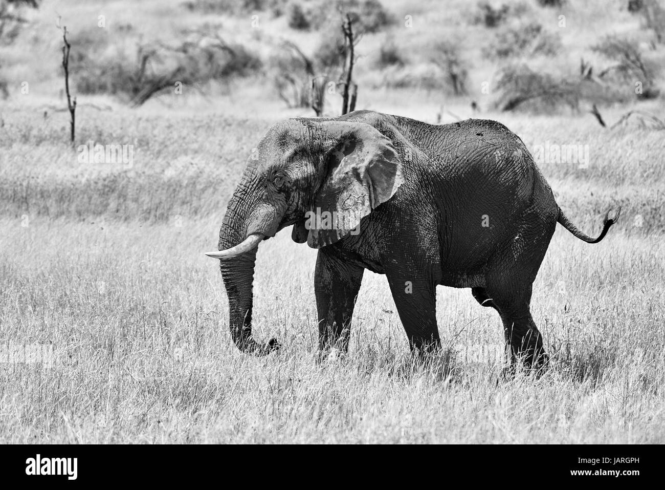 Afrikanischer Elefant am Boteti River, Makgadikgadi-Pans-Nationalpark, Botswana, Afrika Stockfoto