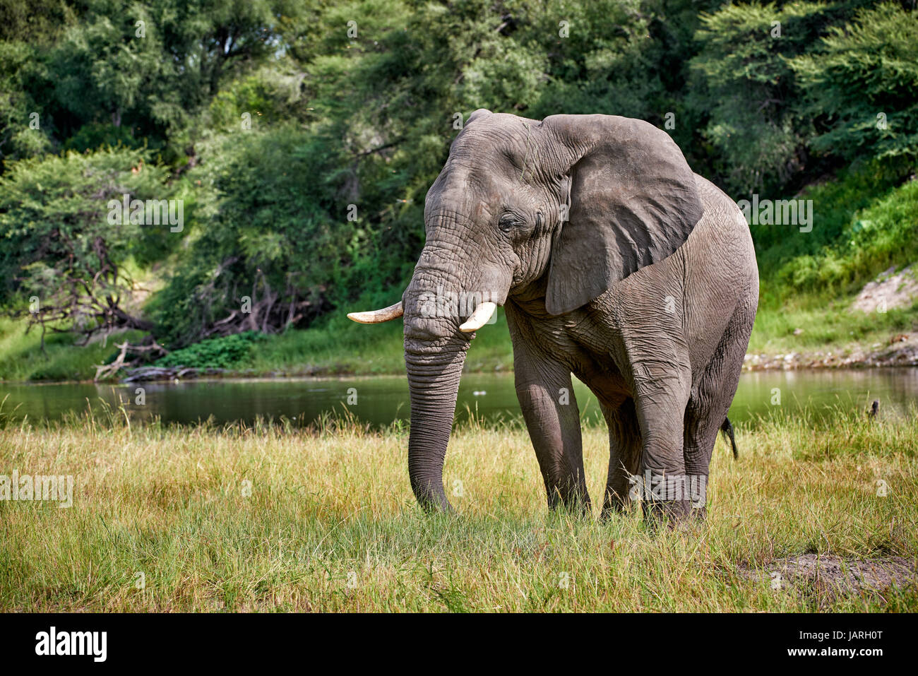 Afrikanischer Elefant am Boteti River, Makgadikgadi-Pans-Nationalpark, Botswana, Afrika Stockfoto