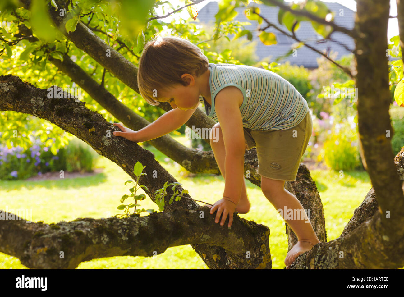 Junge, Klettern im Apfelbaum im Sommer Stockfoto