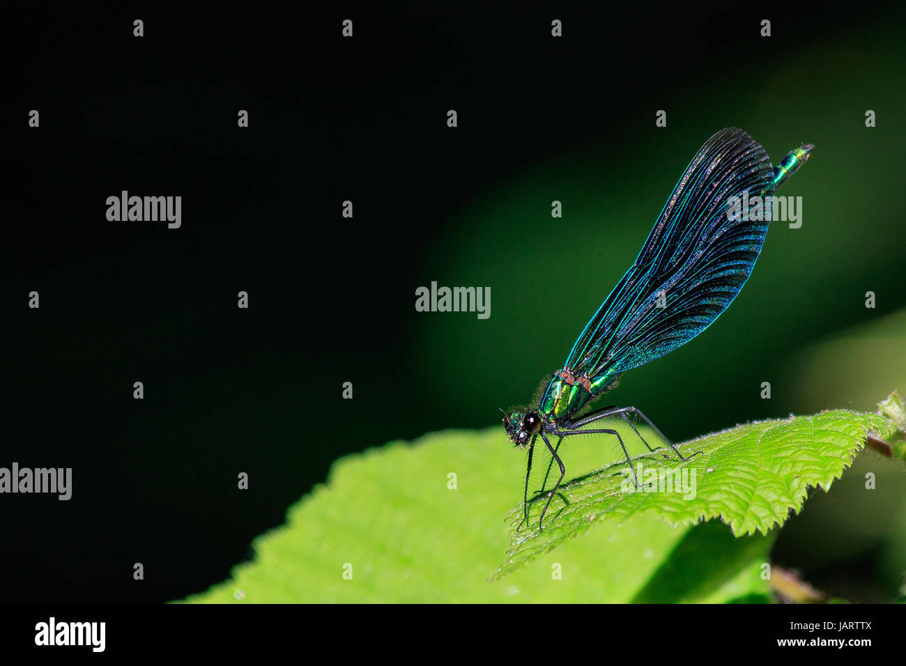 Ein treffend benannte schöne Prachtlibelle Damselfly ruht auf einem Blatt Stockfoto