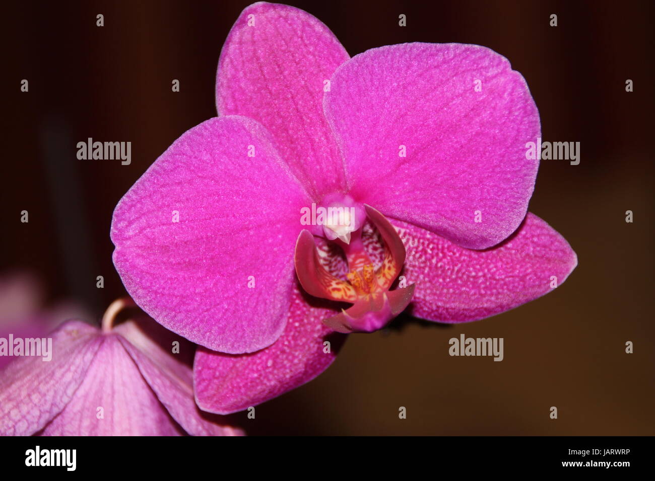 Eine Phalaenopsis Orchidee Stockfoto
