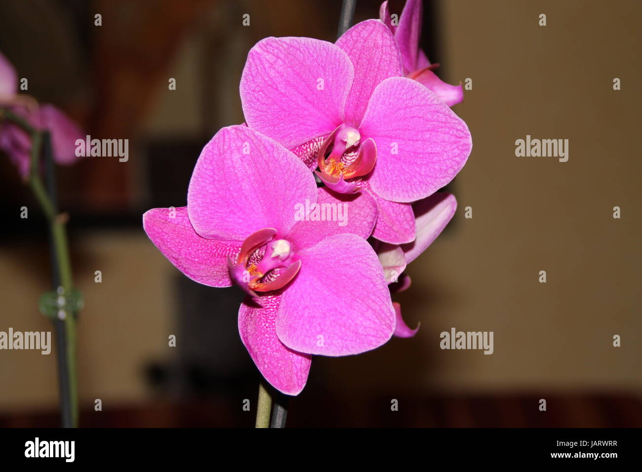 Eine Phalaenopsis Orchidee Stockfoto