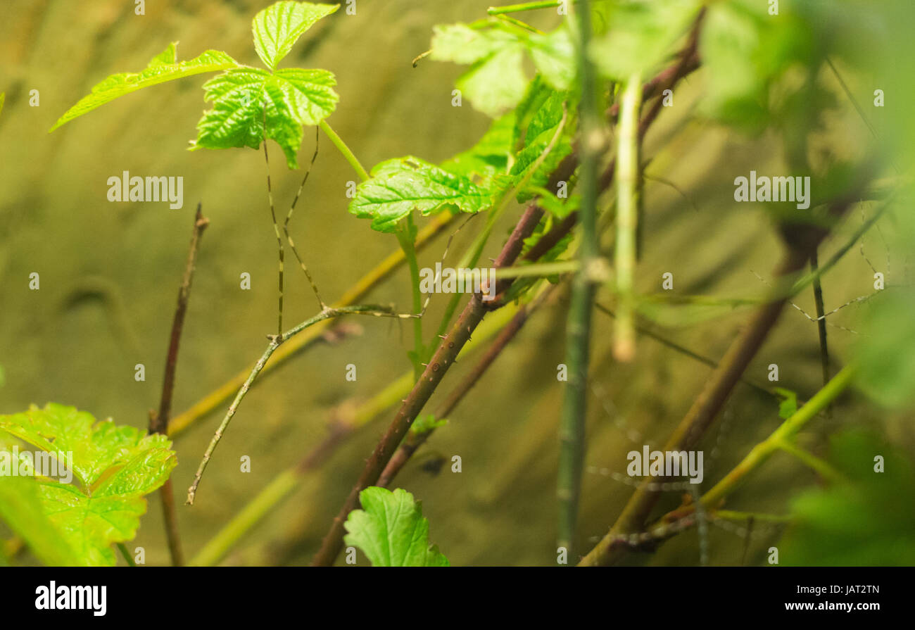 Bungalow bis auf Phasmatidae am Blatt Stockfoto