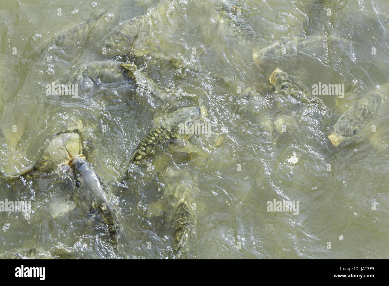 Karpfen schwimmen im Fluss Schlamm, Tiere und Natur Stockfoto