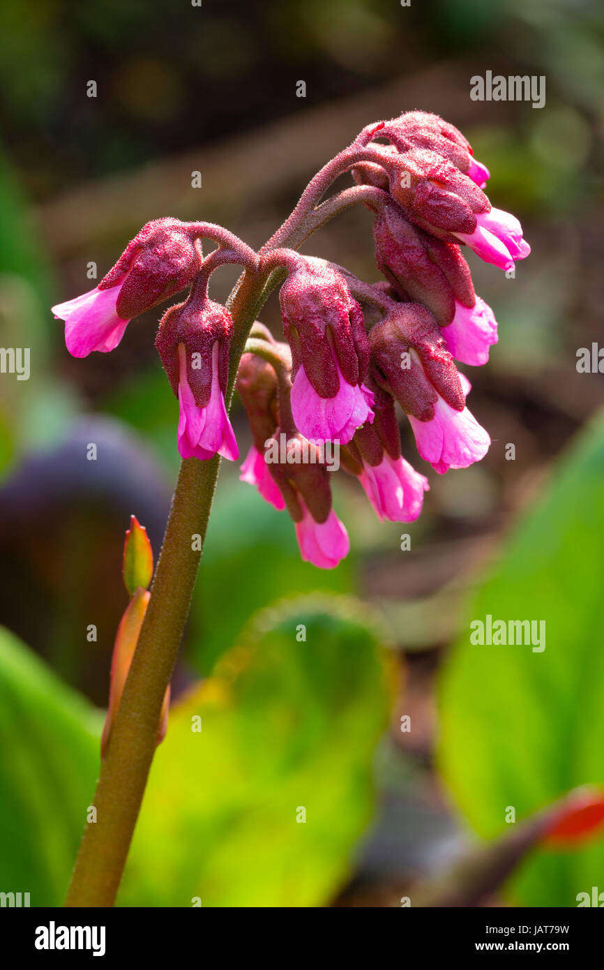 Rosa Frühlingsblumen von der winterharte immergrüne mehrjährige Pflanze, Bergenie Purpurescens "Irish Crimson" Stockfoto