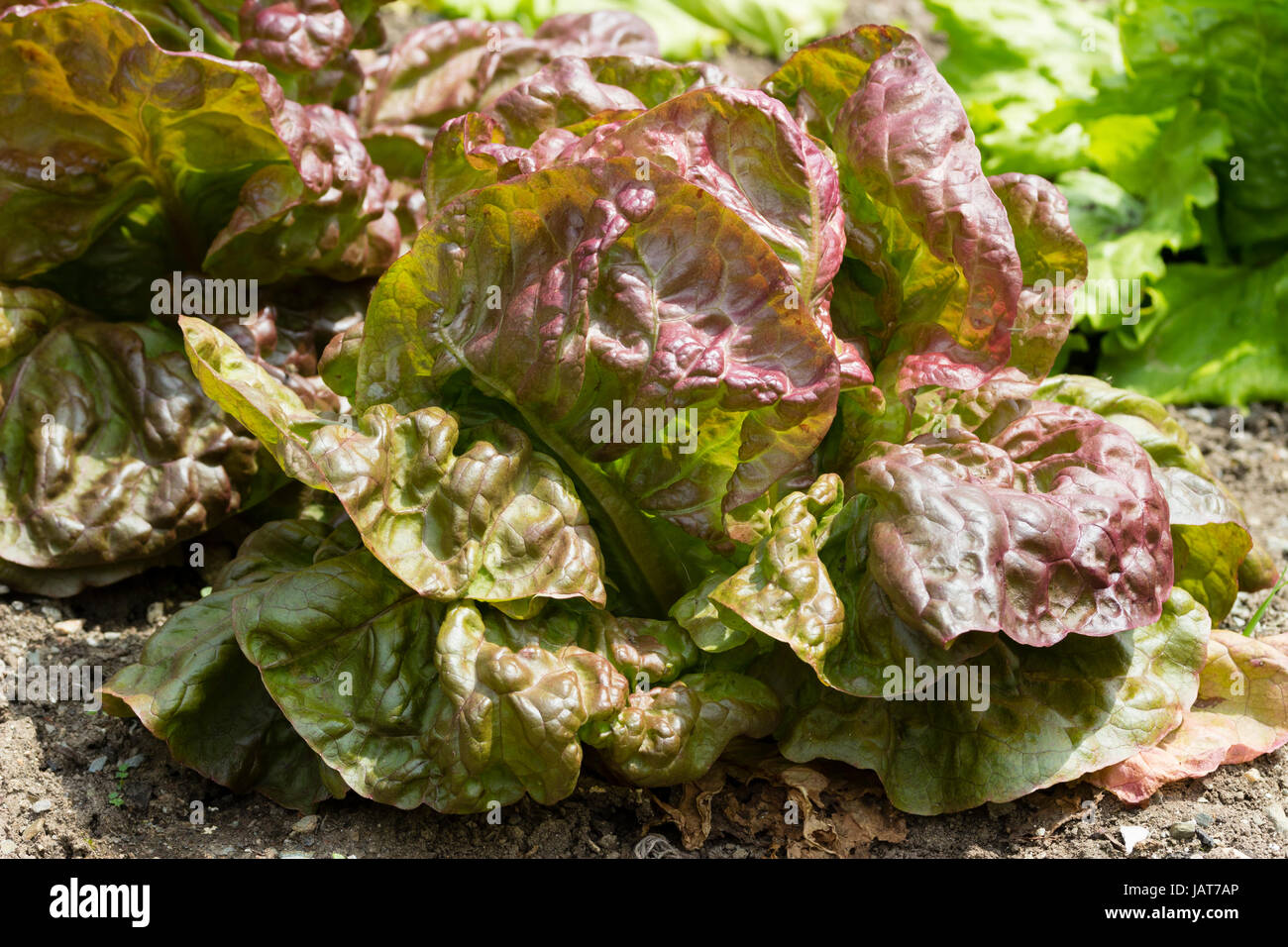 Gebräunte Blätter der Erbstück französischen Kopfsalat Kopfsalat Sorte, "Wunder der vier Jahreszeiten" Stockfoto