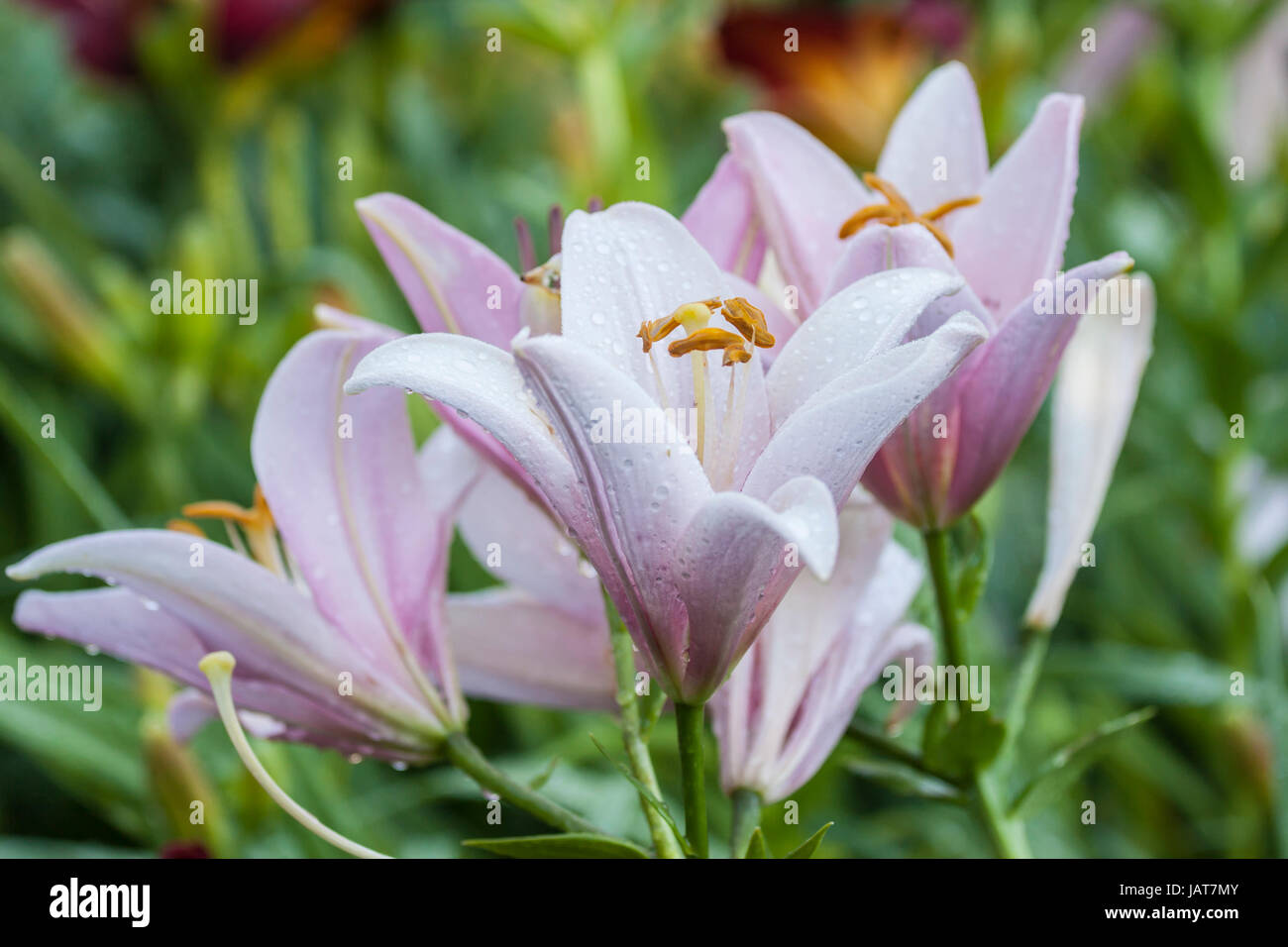Lilium Liliaceae rosa hautnah Stockfoto