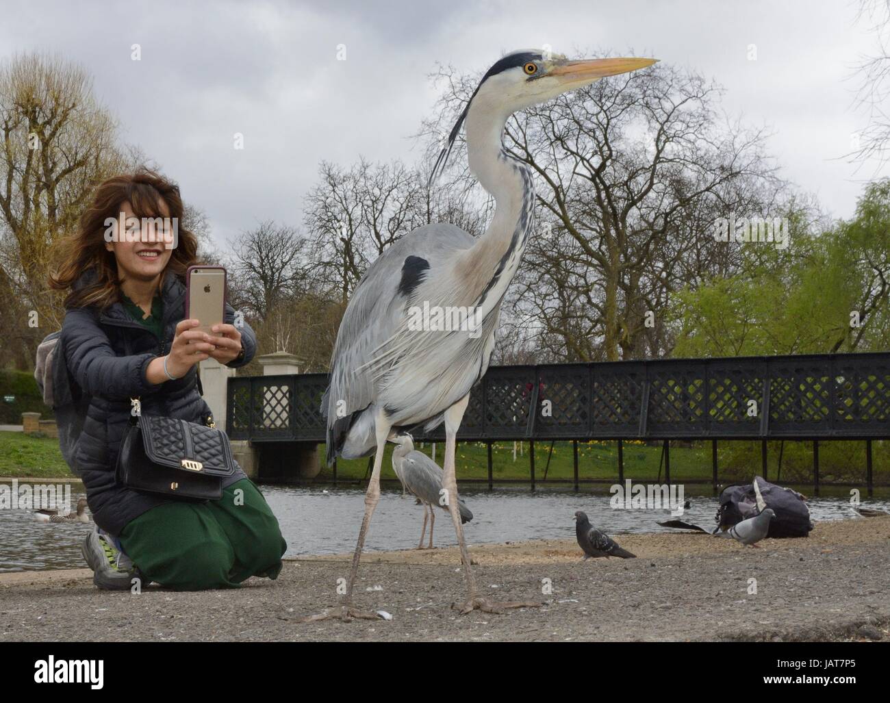 Asiatische Frau Fotografieren ein Graureiher (Ardea Cinerea) mit einem Smartphone im Regents Park, London, UK, März Stockfoto