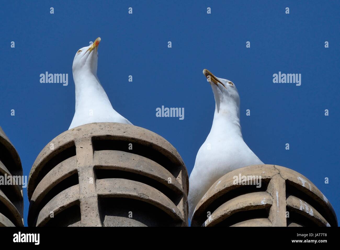 Silbermöwe (Larus Argentatus) paar thront auf Schornstein, Bath, UK, März. Stockfoto