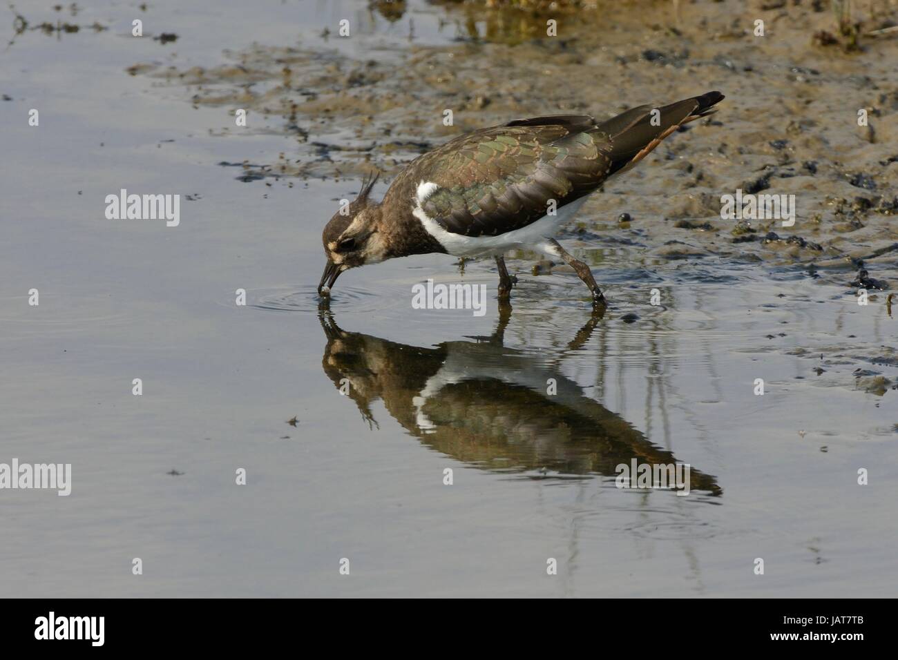 Kiebitz (Vanellus Vanellus) spiegelt sich, wie es ein kleiner Fisch in die flachen Ränder von Rutland Water, Rutland, UK, August fängt. Stockfoto