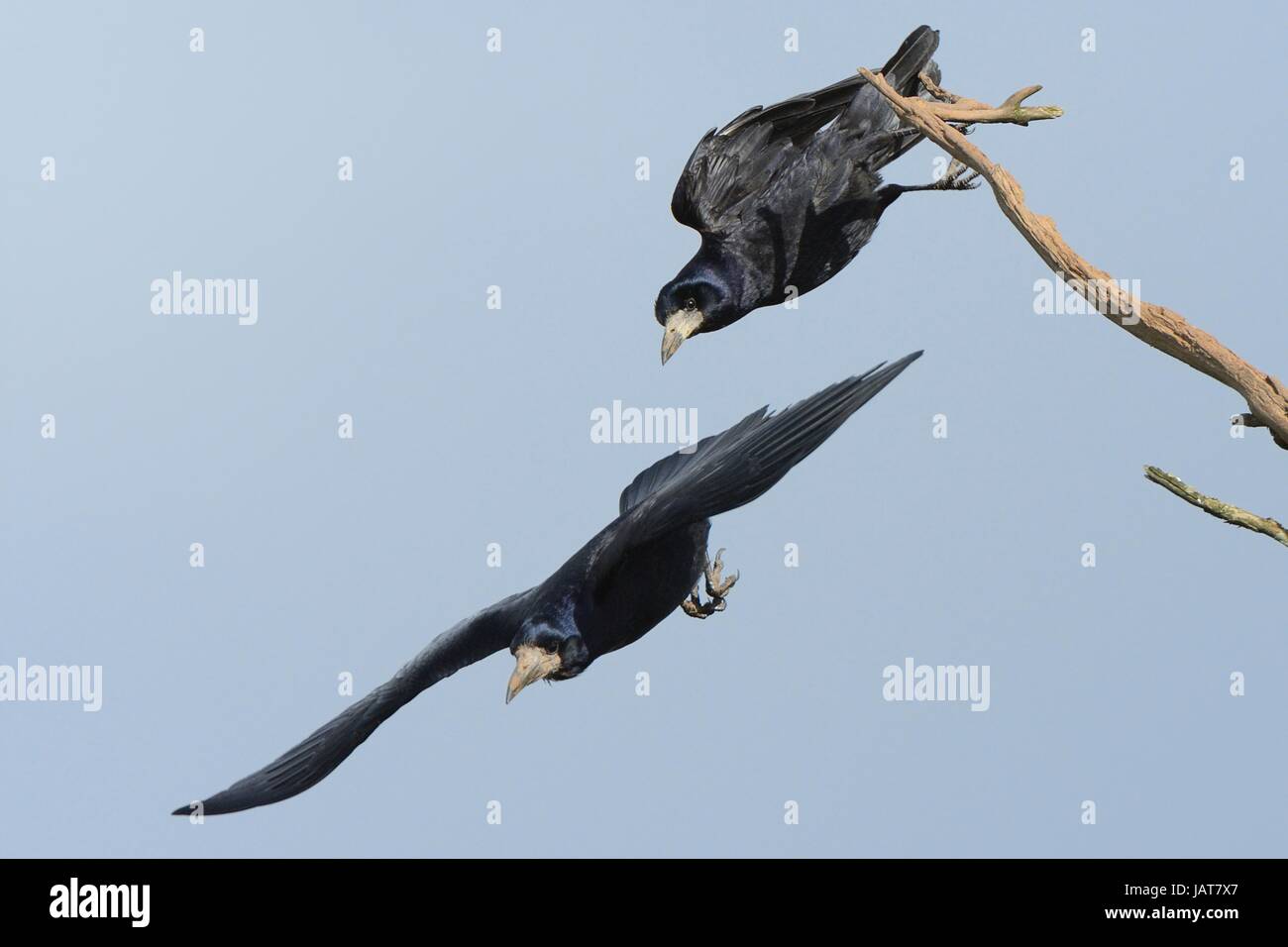 Turm (Corvus Frugilegus) paar aus einem Toten Ast in der Nähe von ihren Baum Top Nistplatz, Cornwall, UK, April ausziehen. Stockfoto