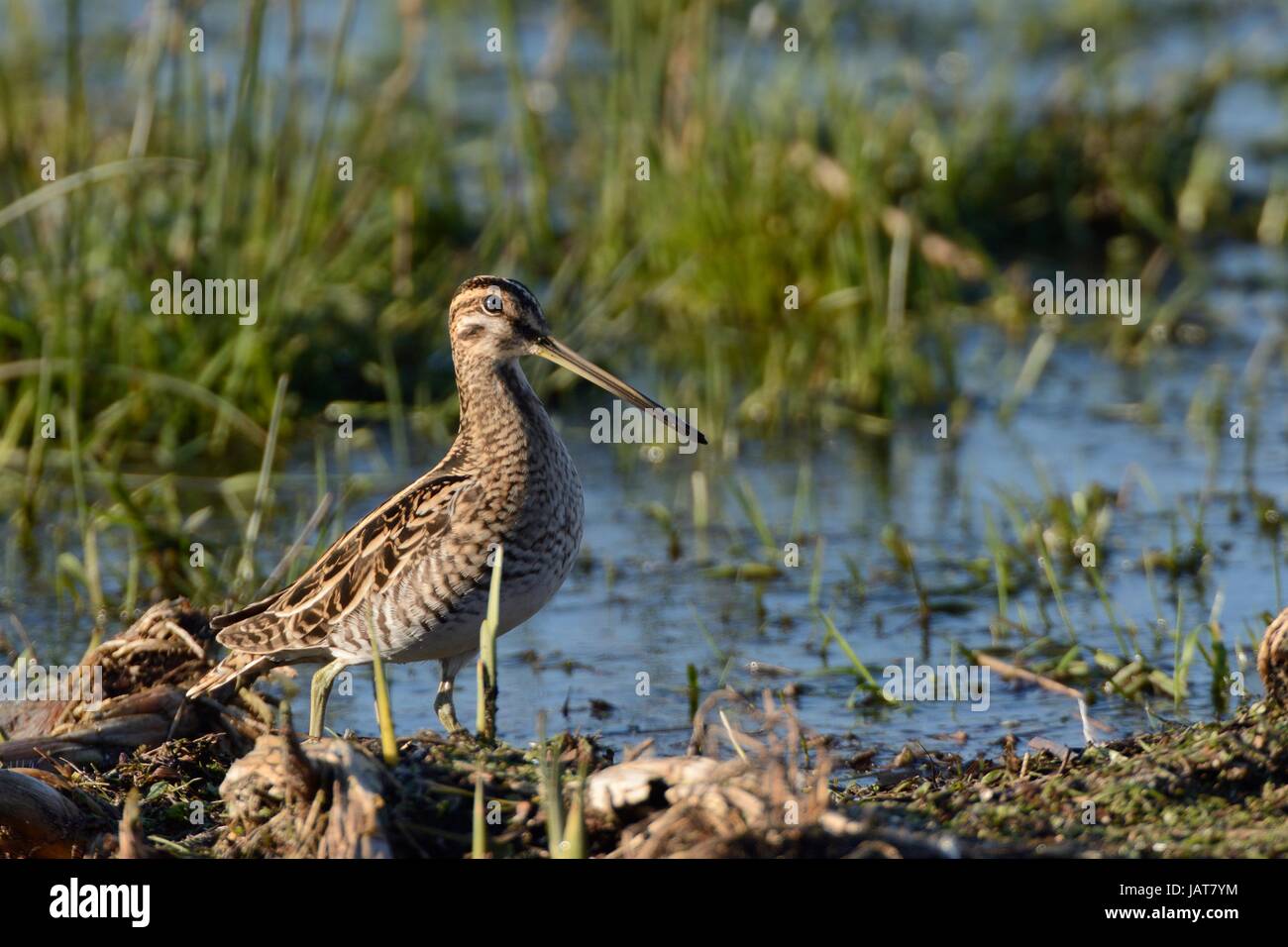 Bekassine (Gallinago Gallinago) auf Futtersuche auf teilweise überfluteten Marschland, reservieren RSPB Greylake, Somerset Levels, UK, Januar. Stockfoto