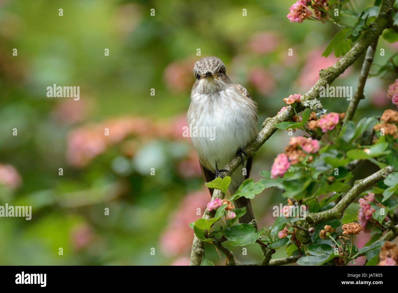 Grauschnäpper (Muscicapa Striata) thront in einem Weißdorn Baum mit einer Marmelade Hoverfly (Episyrphus Balteatus) hat es in seinem Schnabel, Cornwall gefangen Stockfoto