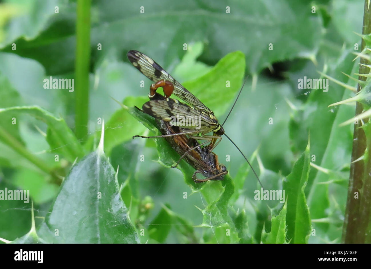 Ein SCORPION FLY drei UK Arten Foto: Tony Gale Stockfoto