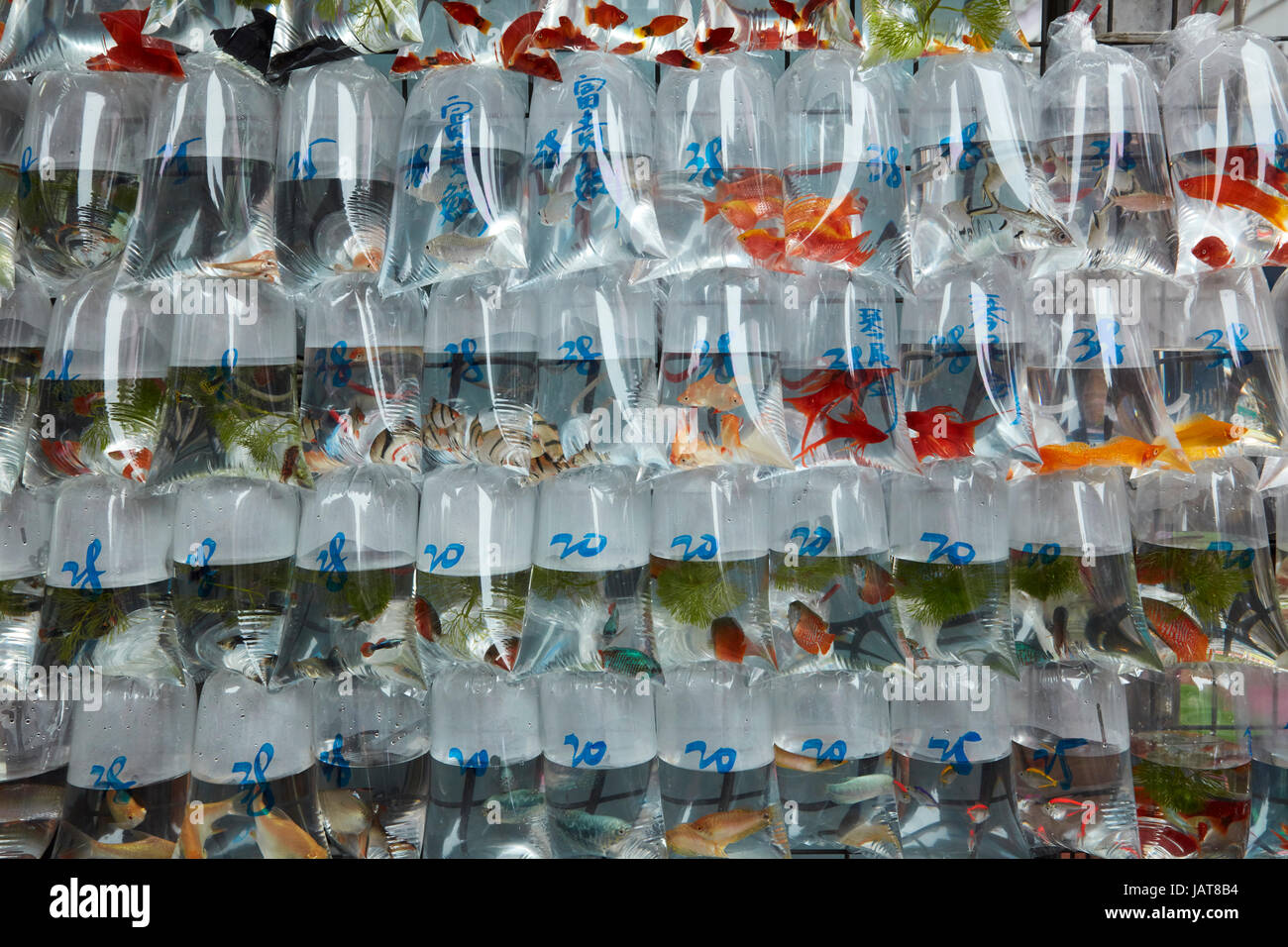 Goldfish market, Mong Kok, Kowloon, Hong Kong, China Stockfoto