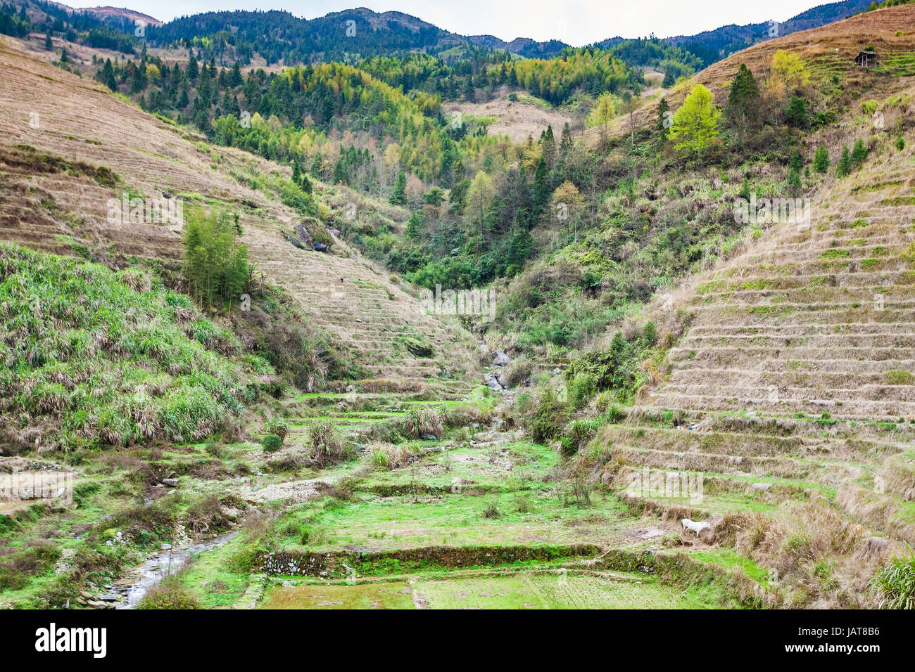 Reisen Sie nach China - Blick auf terrassierten Hügeln und Creek in Dazhai Dorf im Land von Longsheng Reisterrassen (Dragon es Rückgrat Terrasse, Longji Reis Ter Stockfoto