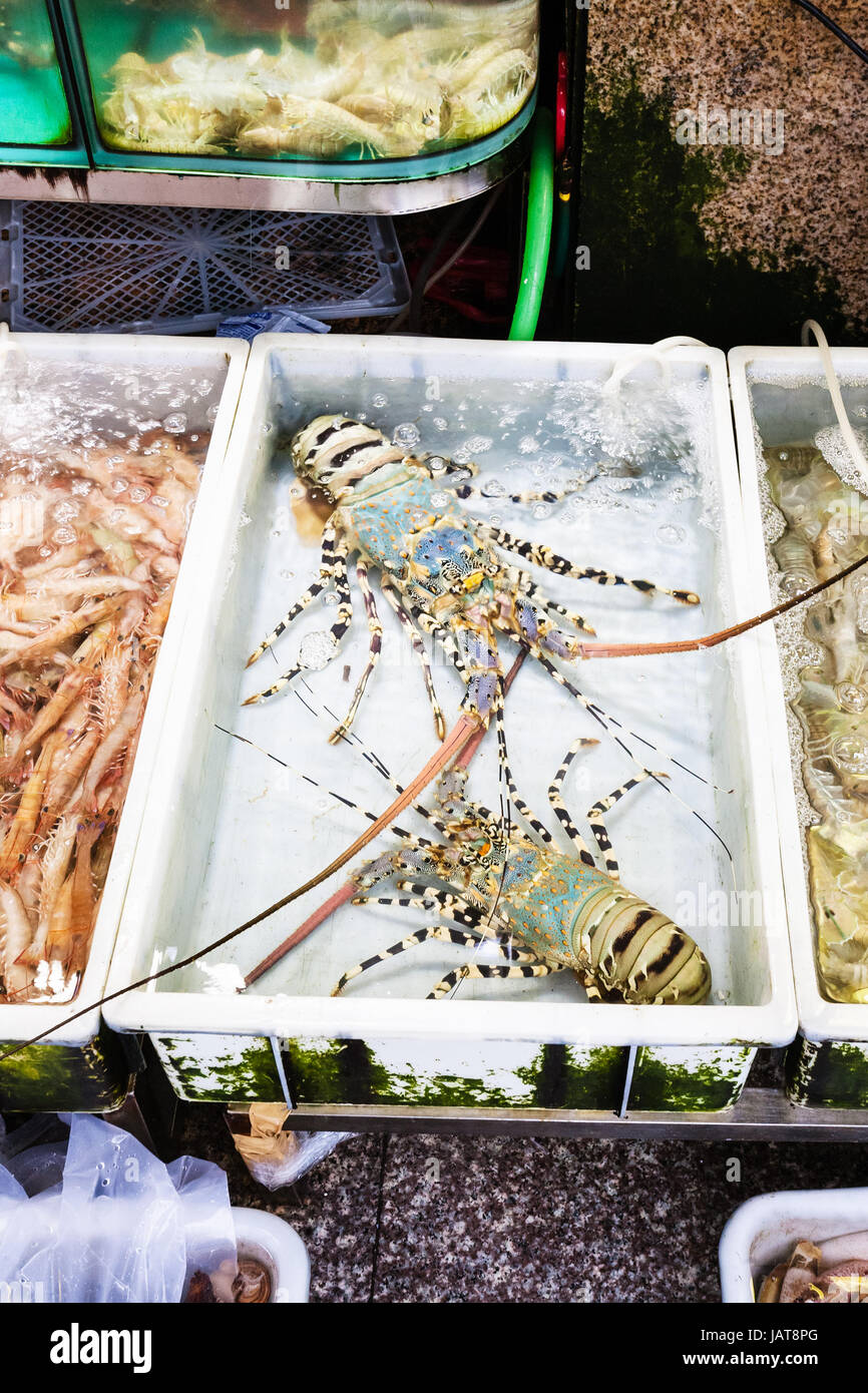 Reisen Sie nach China - Langusten auf Huangsha aquatische Produkt-Markt in der Stadt Guangzhou im Frühling Stockfoto