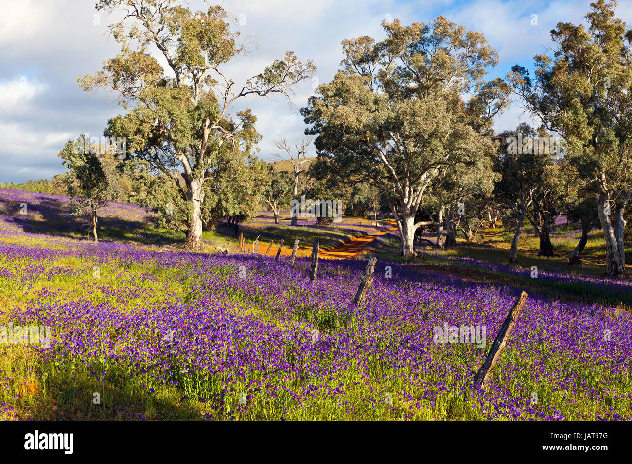 Felder der Salavation Jane in Blüte auf Willow Springs Station Stockfoto