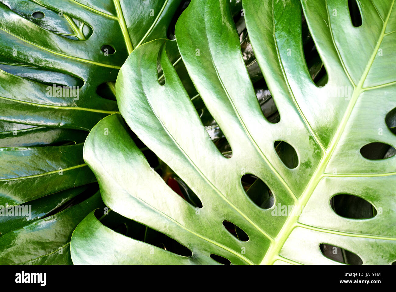 Nahaufnahme der Blattstruktur einer Schweizerkäse-Pflanze (Monstera Deliciosa) im üppigen Grün Stockfoto