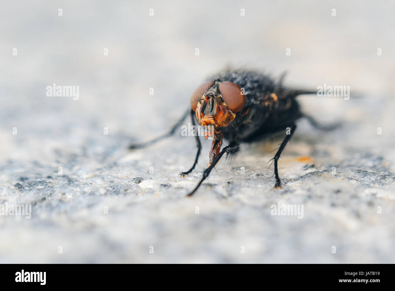 Fliegen Sie auf grauer Granitplatte. Geringe Schärfentiefe Feld Hintergrund mit Insekt Stockfoto