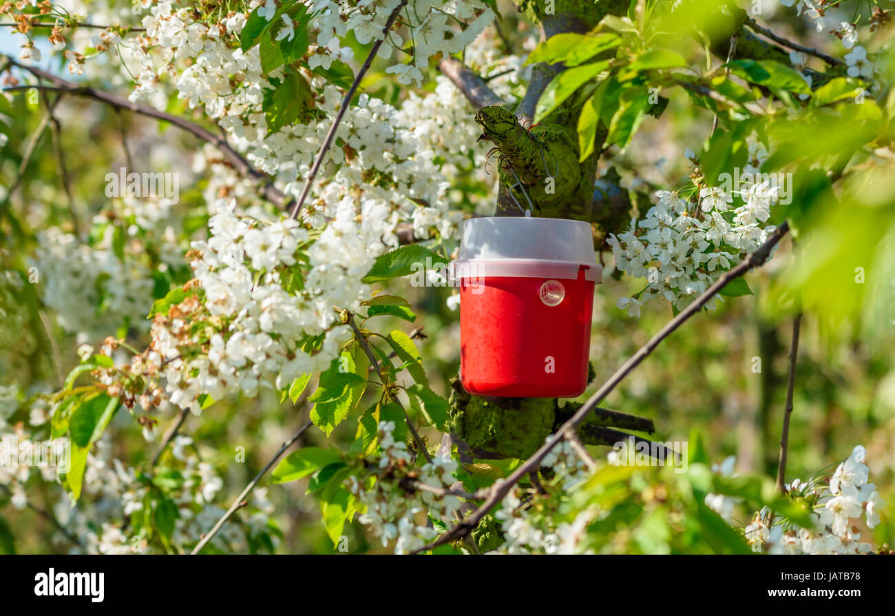 Rote und weiße Pheromon Falle, um Insekten anzulocken. Hier auf einem Kirschbaum in voller Blüte. Stockfoto